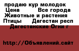 продаю кур молодок. › Цена ­ 320 - Все города Животные и растения » Птицы   . Дагестан респ.,Дагестанские Огни г.